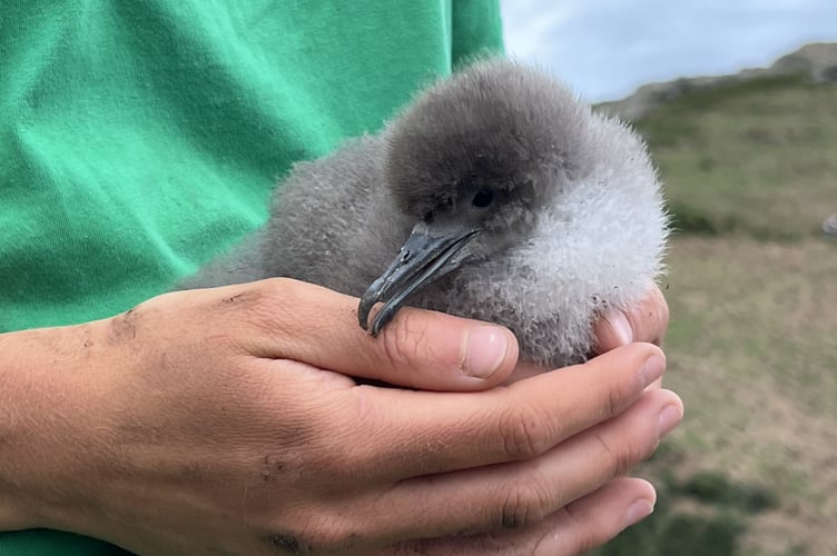 Manx shearwater chick