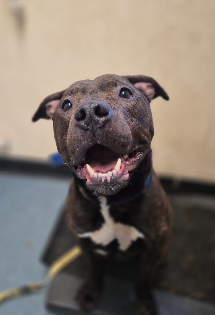 thankfully Charlie recovered fully and has been happily rehomed.