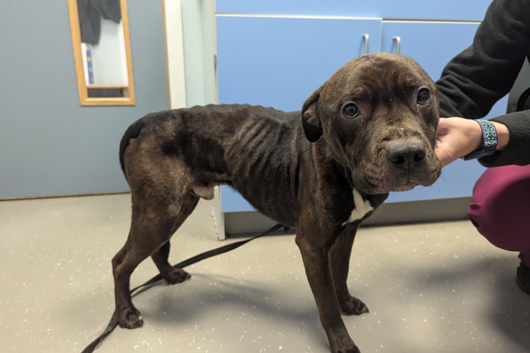 The vet said they had concerns regarding Charlie's body condition and given his history of possibly being without food for several days to weeks, they decided to run bloods to check Charlies’ basic metabolic profile.