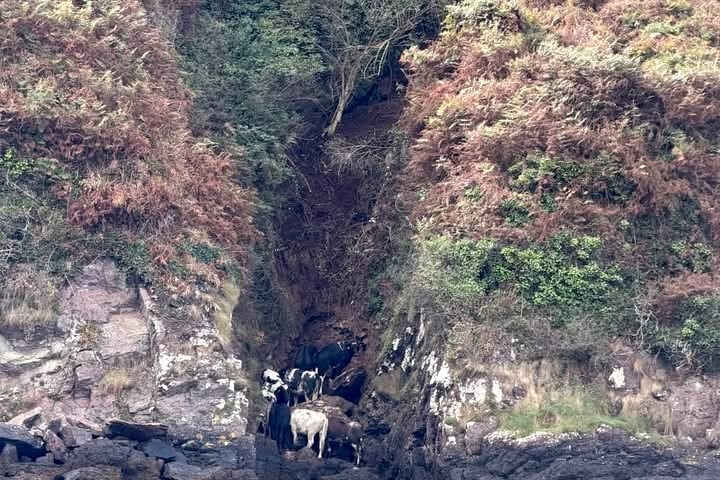 The RNLI assisted in rescuing eight cows that fell from cliffs at Ellen’s Well, Angle, ensuring their safe recovery.