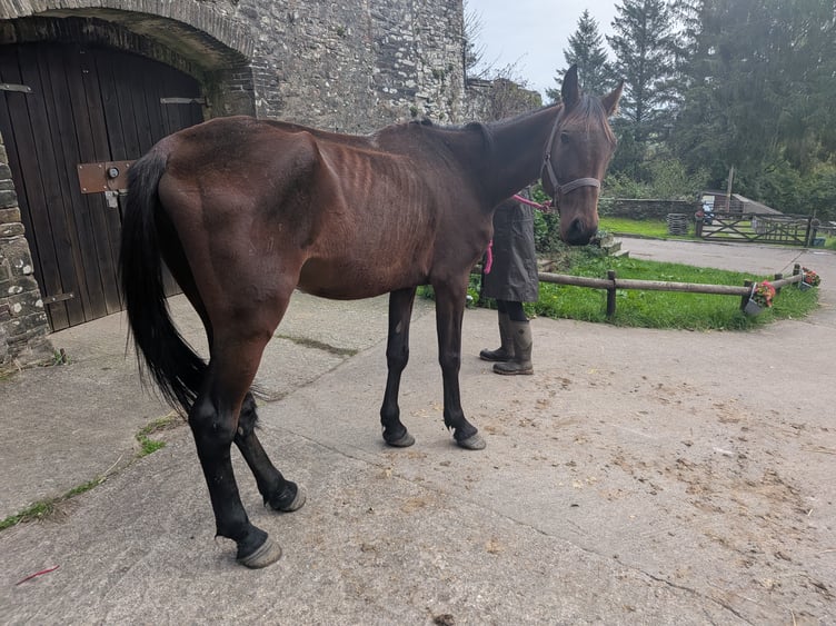 A thoroughbred horse found in a poor condition in Carmarthenshire has prompted an RSPCA appeal to find its owner