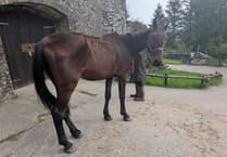 RSPCA seek owner of neglected horse in Carmarthenshire