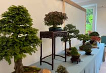Aberglasney to host Dragon Bonsai Autumn Show