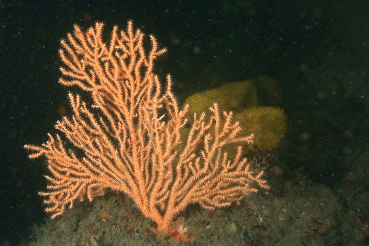 Four special pink sea fans have made a remarkable journey from London to Goodwick/Fishguard, giving people in Wales a new opportunity to see and learn about one of the UK’s most fragile and threatened marine species.