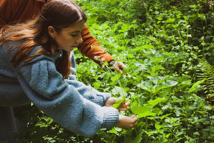 Join Cwm Arian at Crymych for a free community celebrating Pembrokeshire hedgerows