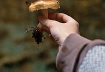 Learn about mushroom growing at Manorbier Gardening Club