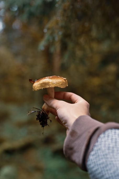 hand-picked mushroom