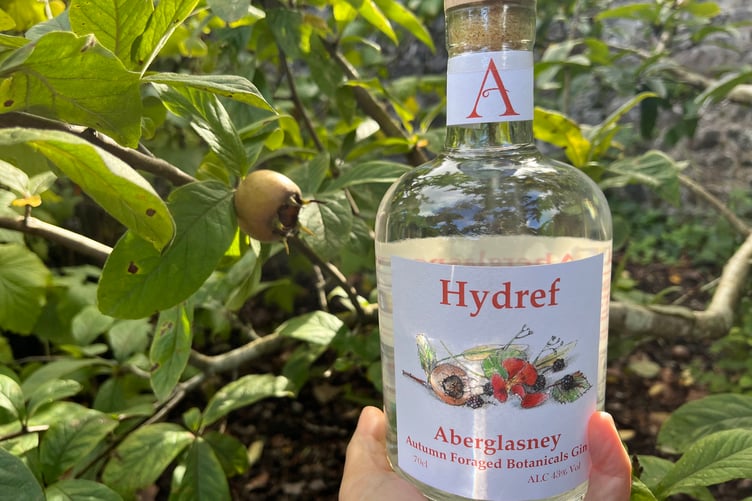Hydref gin in Kitchen Garden with medlars in background