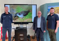 Volunteers praised for protecting Manx Shearwaters in Pembrokeshire