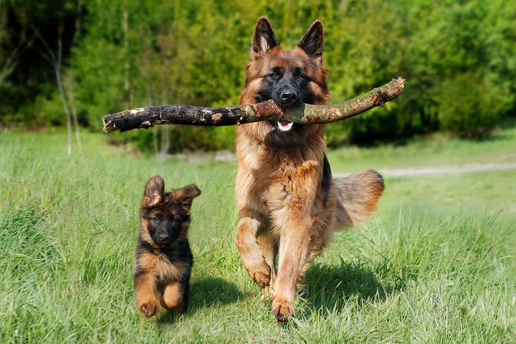 dogs