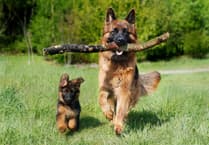 Pembrokeshire dog boarders reminded to get licence