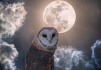 Oriel y Parc autumn events: Discover a wilder side of the season