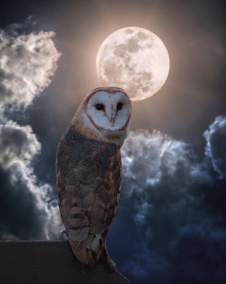 Realistic artwork showing barn owl with full moon and clouds against night sky