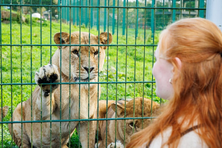 A Folly Farm lioness greets winning art student Katie Morrissey through the fence of the enclosure on the day of the unveiling of her Hugo memorial sculpture.