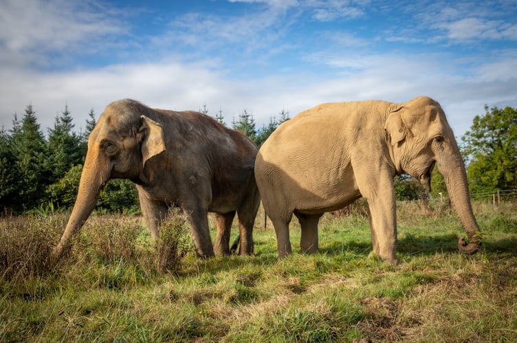 Skanda Vale in Carmarthenshire is home to rescued animals, including its well-known Asian elephants named Valli and Bala