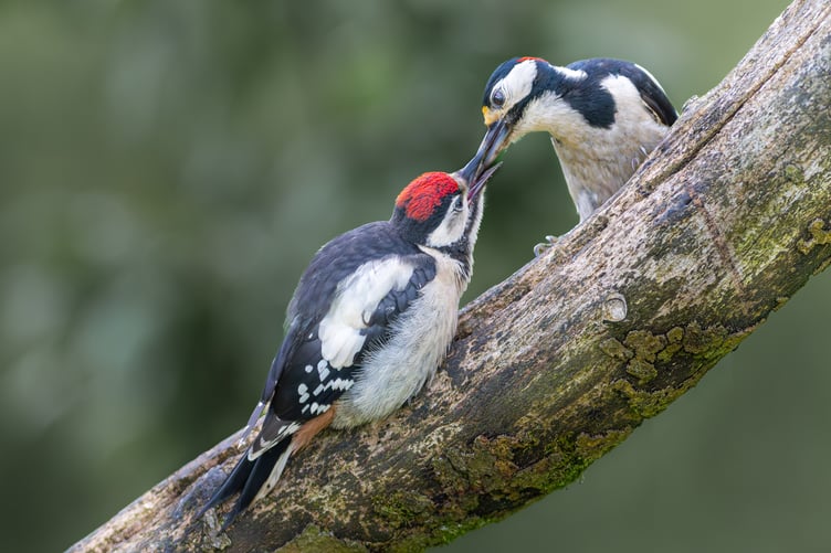 Charlie Kidd: Great Spotted Woodpecker feeding young