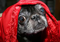 Kilgetty vet reveals how dogs experience fireworks