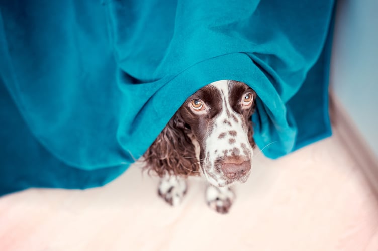 A local vet from Kilgetty is helping dog owners understand what their pets go through on Bonfire Night