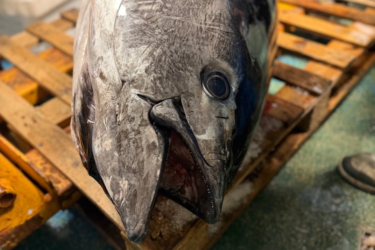 The first five bluefin tuna have been landed at Milford Haven, marking a milestone for the Welsh fishing industry